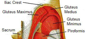 Gluteus